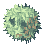 Rafflesia