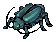 Male Thief Bug